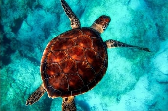 Tortue marine